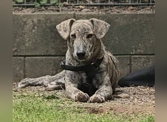 TIGRA sucht ein liebevolles Zuhause