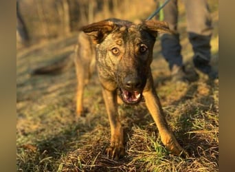 SOFIA irrte verzweifelt umher