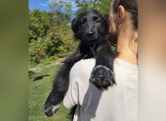 MICO der kleine Bub sucht seine Menschen