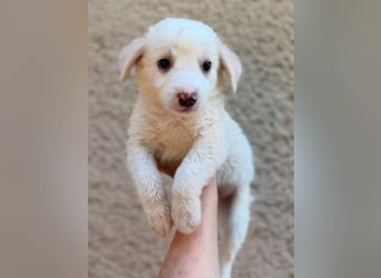WILLOW ist ein flauschiges Hundemädchen