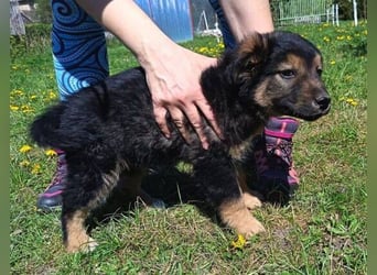 LIMA ist eine goldiges Hundekind