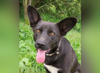 SYRIA wäre eine tolle Begleiterin