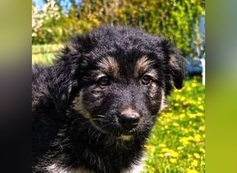 Laura ist ein süßes Hundemädchen