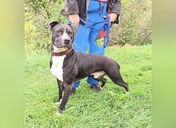 BARON wer kann ihm ein Zuhause schenken?