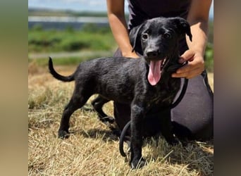 BELLA das Hundebaby wurde herzlos entsorgt