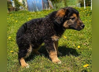 LIMA ist eine goldiges Hundekind