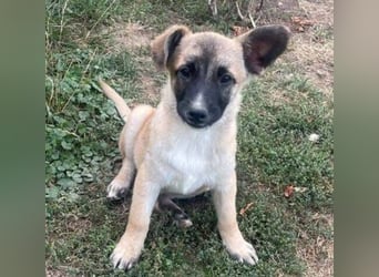 EMIR das Hundekind wurde herzlos ausgesetzt