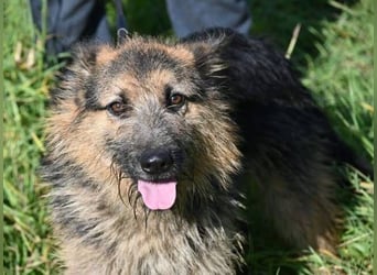 GASTON liebt Menschen über alles