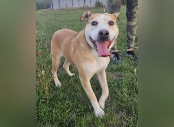 JACK ist eine Seele von Hund