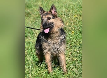 GASTON liebt Menschen über alles