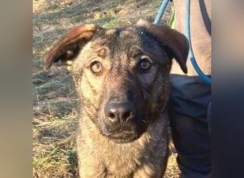 SOFIA irrte verzweifelt umher