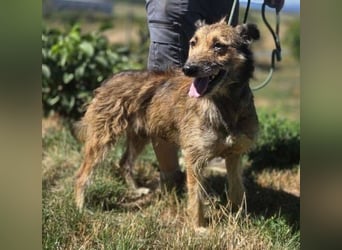 HUSCHI - bettelt um ein bisschen Glück