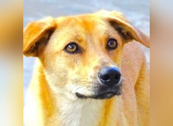 LIA ist dem Tod knapp entkommen