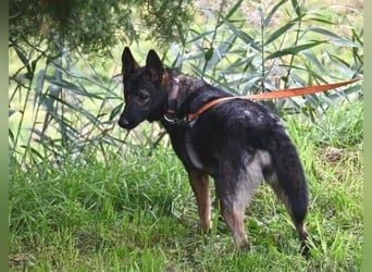 ZOYA sucht ein liebevolles Zuhause