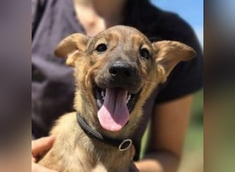 GIMLI ist ein zuckersüßes Hundebaby