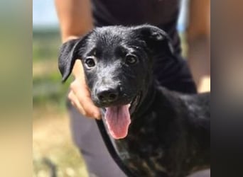 BELLA das Hundebaby wurde herzlos entsorgt