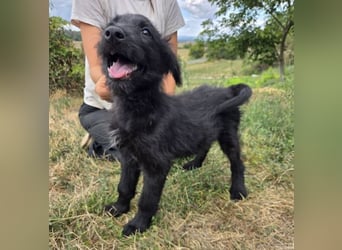 WILLI ist ein süßes Schnuffelchen