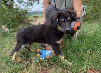 LORI das arme Hundekind wurde im Stich gelassen