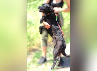 BOBBY 3 trotz sonnigen Gemüt in Lebensgefahr