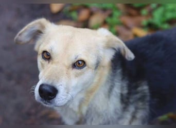 HILDE 2 ist eine ganz sanfte Hündin