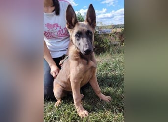 SADIE  ist superfreundlich