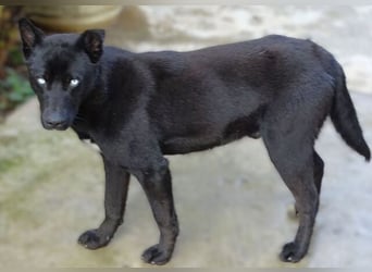 PEPE 2 Wer bringt seine Augen zum Strahlen?