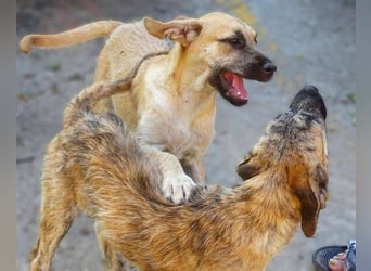 BEA ist eine bezaubernde Junghündin