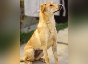 LIA ist dem Tod knapp entkommen