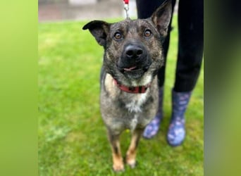 CHRISS ist ein bildhübsche Hundejunge