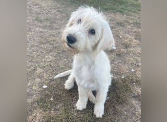 ELVIS der Hundejunge hätte so gern eine Familie