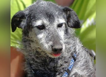 LOLA  ist ein liebe, ruhige Hundedame