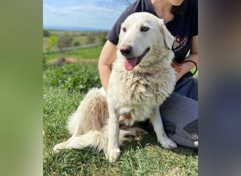 BETSY ist ein fröhliches liebes Hundemädchen