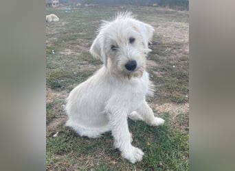 ELVIS der Hundejunge hätte so gern eine Familie
