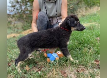 LORI das arme Hundekind wurde im Stich gelassen
