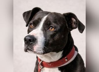 TORI hat einen Herzenswunsch  -ein Zuhause