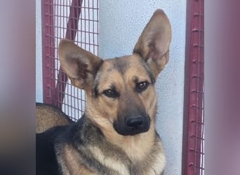 KIRA braucht Hilfe um zu überleben