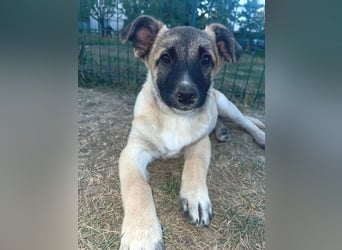 EMIR das Hundekind wurde herzlos ausgesetzt