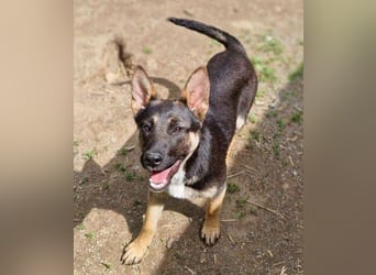 RONA sucht nach Zuwendung
