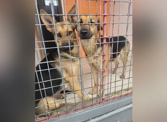 KIRA braucht Hilfe um zu überleben