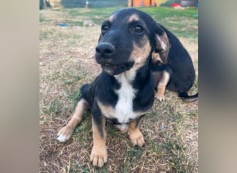 LEO 2 Wer schenkt dem Hundekind ein Zuhause?