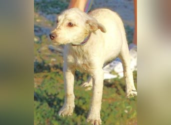 BEA ist ein niedliches Hundekind
