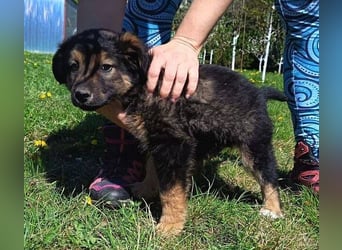 LIMA ist eine goldiges Hundekind