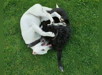 CLEO ist ein süßes Hundekind