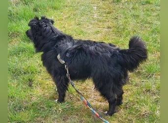 RINA  ist eine  besonders tolle Hundelady