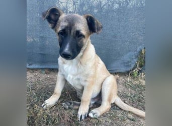 EMIR das Hundekind wurde herzlos ausgesetzt