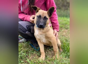 XARO süßer Hundejung sucht sein Zuhause