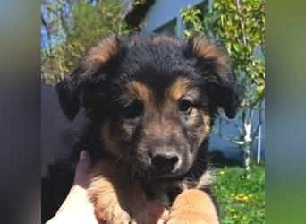 LIMA ist eine goldiges Hundekind