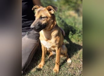 ARAMIS der Hundejunge irrte verloren umher