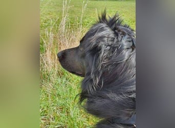 RINA  ist eine  besonders tolle Hundelady