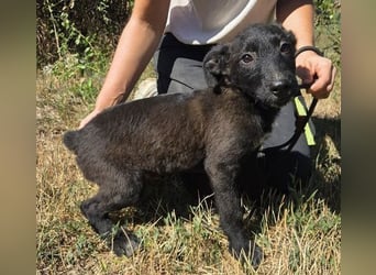 FRANZ das Hundekind wurde im Stich gelassen